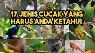 17 jenis burung cucak yang harus anda ketahui