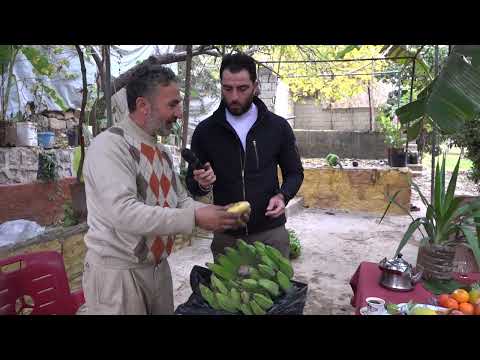 مراحل قطاف وتخمير الموز في دركوش غرب ادلب