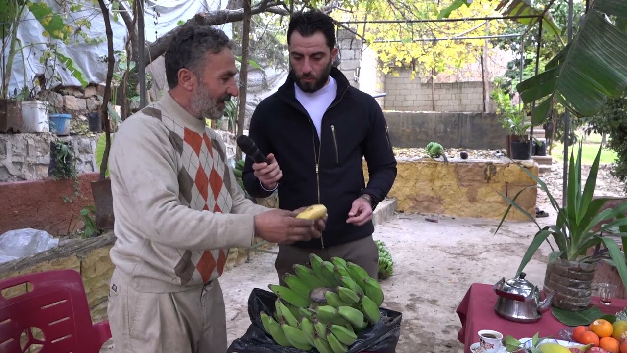مراحل قطاف وتخمير الموز في دركوش غرب ادلب