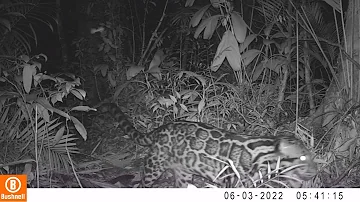 Sunda clouded leopard video