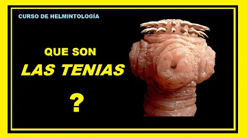 ¿Los segmentos de la tenia son blancos?