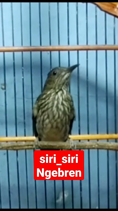 SIRI SIRI KECIL NGEBREN
