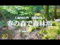 春の森で森林浴｜鳥のさえずり・自然音のみ｜読書・リラックス・ストレス解消【4K】