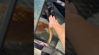 Котики - лучший антидепрессант! #cat #кот #kitten #бездомныеживотные #приют