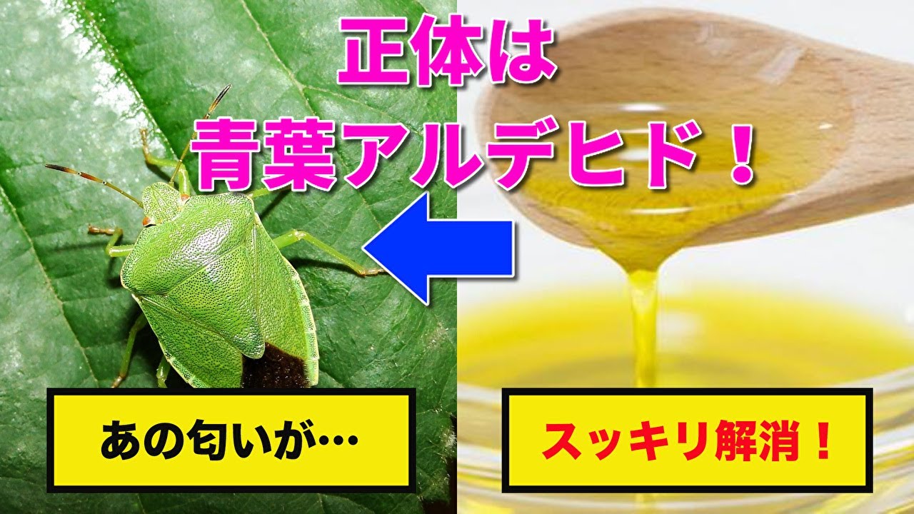 カメムシの臭いの取り方!あの独特の臭いの成分がこちら・・・ YouTube カメムシの臭いの取り方!あの独特の臭いの成分がこちら・・・ YouTube