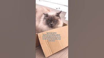 Ok hooman #shorts #catshortsfunnyvideos  #catshorts #catshortsvideo