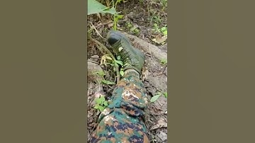 दो कोबरा एक साथ cobra #cobra #commando #jungle warrior