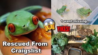 I Rescued Red Eyed Tree Frogs From Craigslist! 1 was missing...