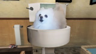 Skibidi Doggo Toilet