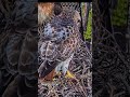 #hawk #wildlife #nest #birds #animals #eagle #nature #hunting #birdofprey