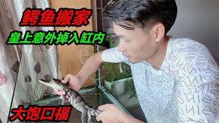 給鱷魚更換飼養缸不料黃鱔意外掉了進去卻讓猛魚大飽口福