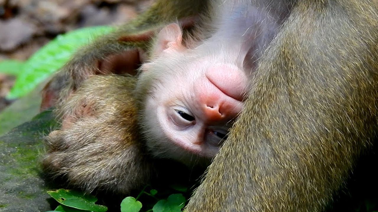 Million sad to see newborn baby monkey Luno weakness, What happen to newborn Luno?