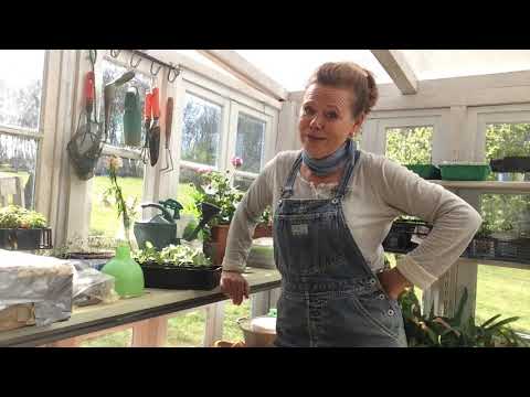 Video: Herfstwerk In De Tuin En Moestuin, Dat Vergeet Ik Nooit Meer. De Grond Voorbereiden Op De Winter. Foto