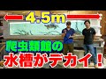 【ちゃんねる鰐さんとコラボ】爬虫類館の水槽がデカい!#大型魚 #アジアアロワナ #アロワナ #aquarium #古代魚 #アクアリウム
