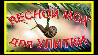 ЛЕСНОЙ МОХ ДЛЯ УЛИТКИ  Сбор мха в лесу