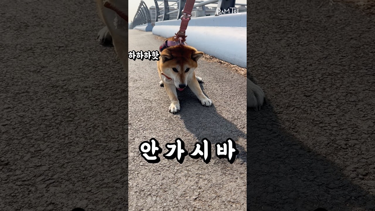 귀여워서 봐준드