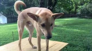 Jazz the American Dingo!—Carolina Dog—Rare Breed