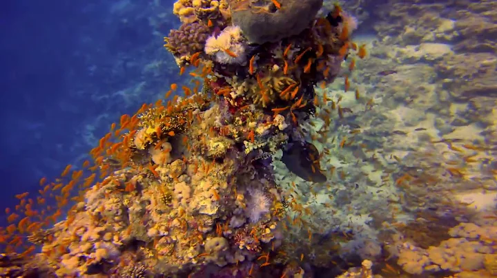 Red Sea coral diving