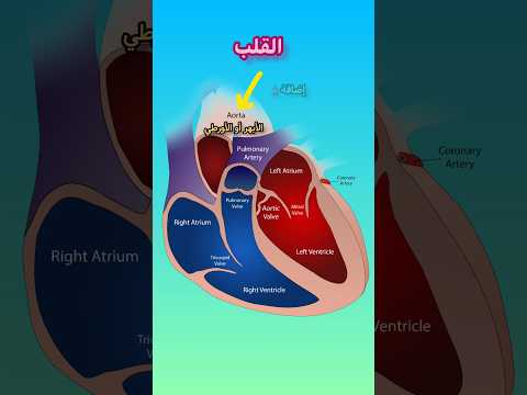 ما هو أكبر شريان في جسم الانسان