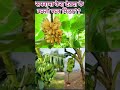 #sapnakofal #dream #dreaminterpretation #Banana #bananadreams #astrology #shortvideo #shorts #short