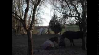 Fidjy Highlander & Biche