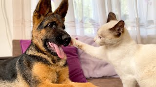 German Shepherd Puppy vs. Kitten