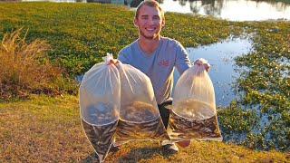 1000 Shiners Vs. Hungry Bass!