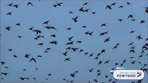 nature inspired computers