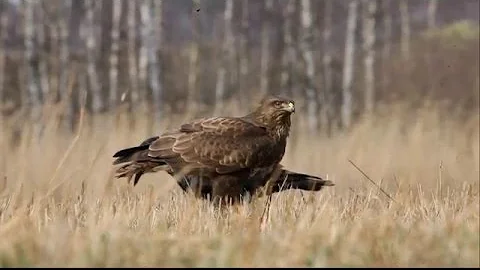 Канюк и вороны