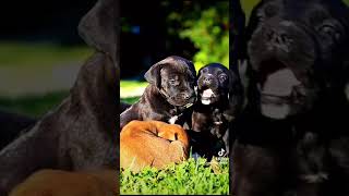 Big Boerboel BREEDER BUSINESS ADVICE #boerboels by Exotic Boerboels 383 views 4 months ago 1 minute, 4 seconds