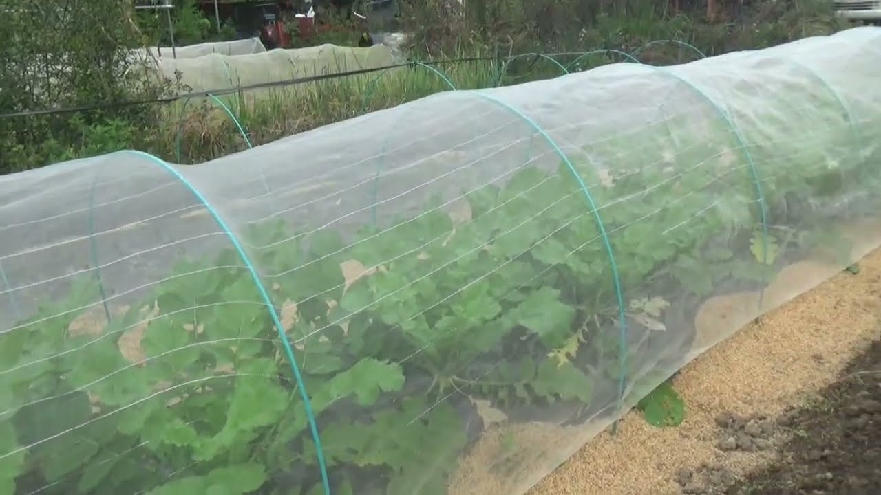 白菜の成長過程