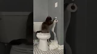 Kediler Biz Evde Yokken Ne Yapar? Joerain0