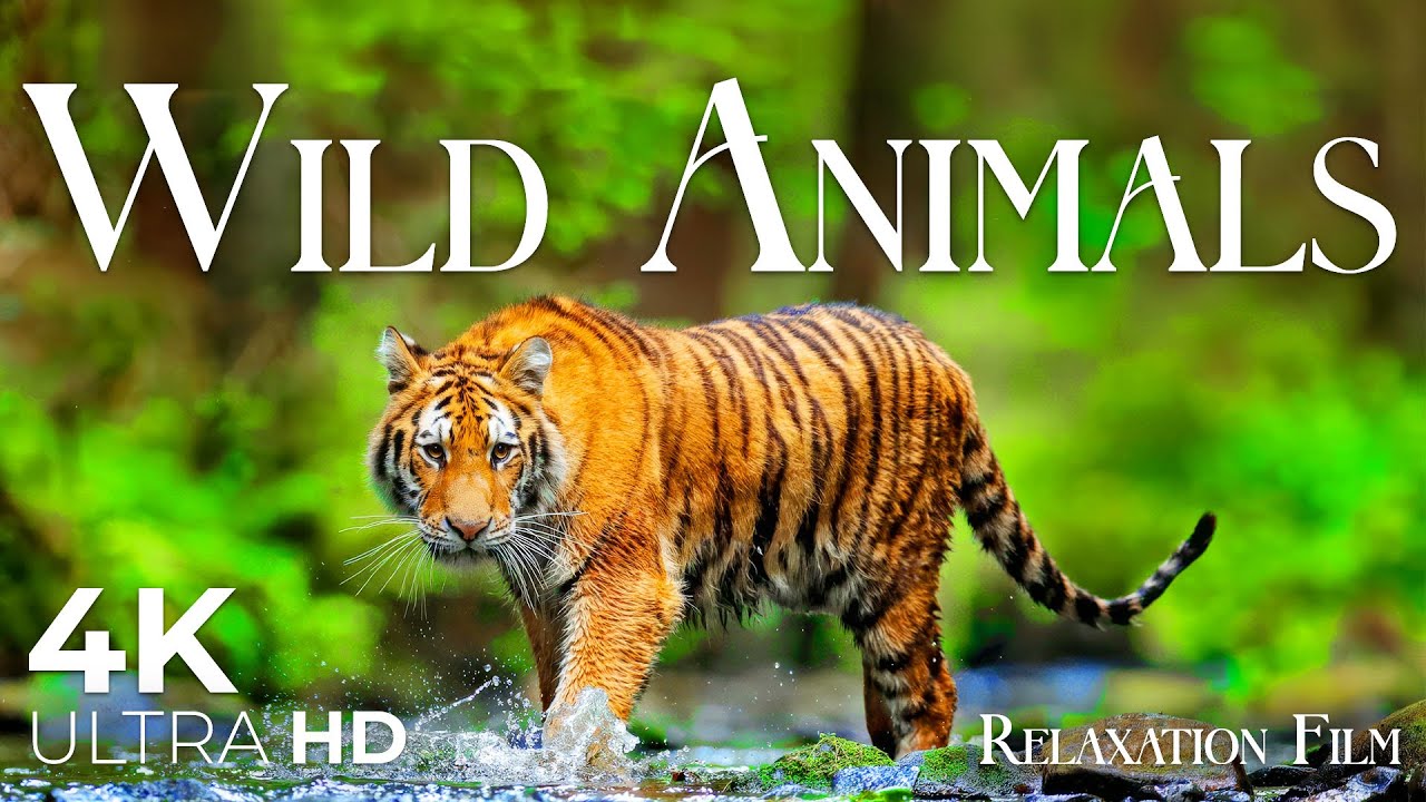 Wild Animals 4K • Untamed Beauty of Nature’s Creatures | Relaxation Film