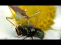 Assassin bug and prey