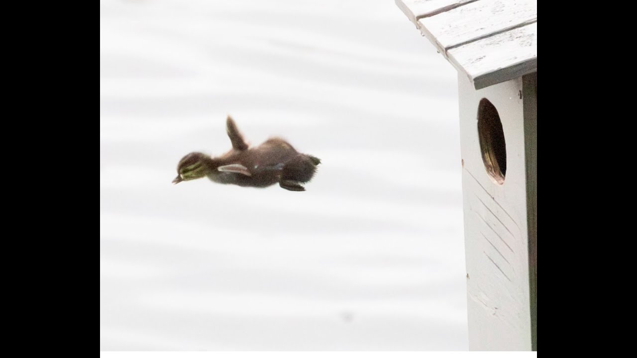 foothills-birds-wood-duck-babies-leave-the-nest-2024-youtube