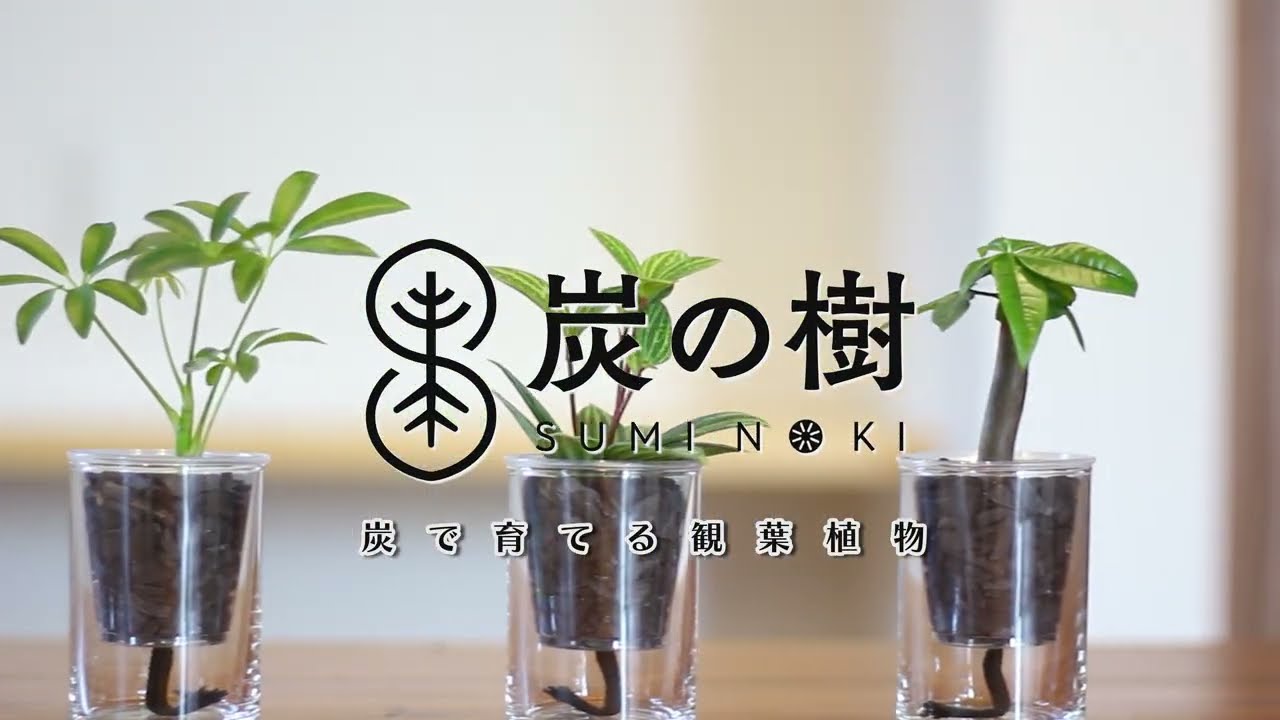 土の代わりに炭で育つ新感覚グリーン「炭の樹」 6月16日から先行発売