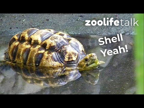 Benefits of Turtle Shells