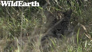 WildEarth - Sunset Safari - 30 June 2022