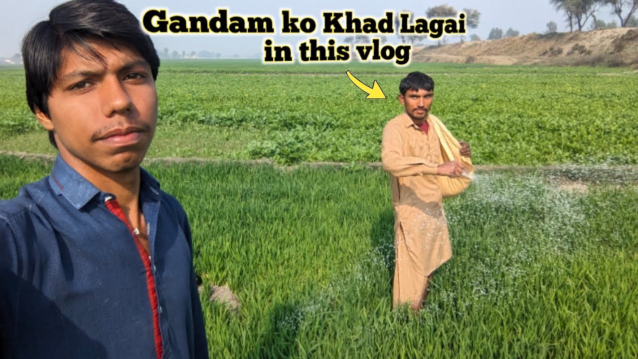 Gandam ko Khad Lagai this vlog.punjab vlog with hamza and zubair.