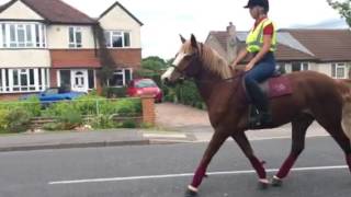 Chester hacking out bombproof cob