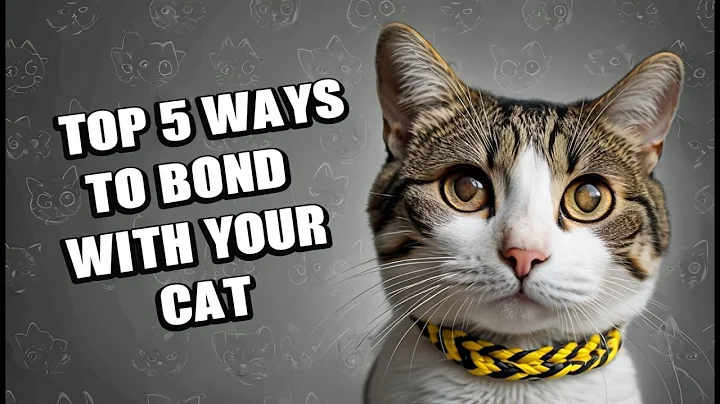 5 Proven Ways to Bond With Your Cat Build Trust, Love, and Connection