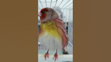 Thumbnail of GOLDFINCH mule HYBRID Bird Singing