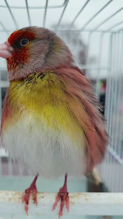 GOLDFINCH mule HYBRID Bird Singing