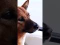 いい蹴り置き手紙(オシッコ)♪おかげさまで脇の傷も完治しましたっ🙇🐶