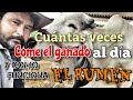 Cuántas veces come el ganado al día, porque come de noche, que es el rumen y como funciona.