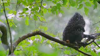 Funky Monkey Friday #3