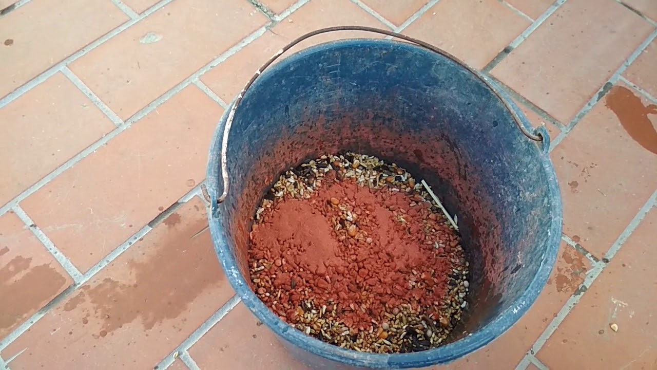 VITAMINAS Y SALUD EN LA PALOMA . EN TIEMPOS DE FRIO