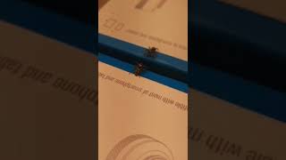 Zebra Spider Threat Posing At His Reflection