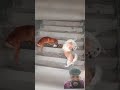 Dog Fighting For Food #youtubeshorts #pets #foryou #cute #dogtricks #dog #funny