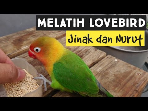 Video: Cara Mengajar Burung Cinta Kepada Tangan